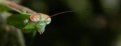 Mantis6608.jpg