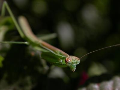 mantis6611.jpg