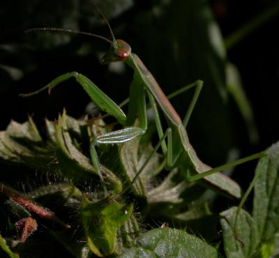 mantis6817.jpg