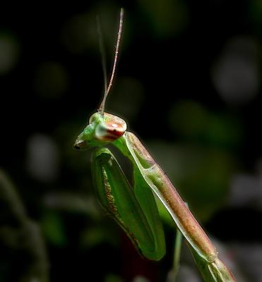 Praying Mantises