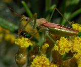 Assassin Bug on Curry Plant with Fly 7