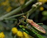 Assassin Bug on Curry Plant with Fly 9