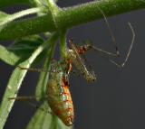 Assassin Bug Nymph 2