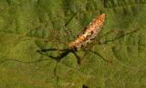 Assassin Bug Nymph 8