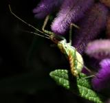 Assassin Bug Nymph 9