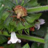 Brown Stinkbug  Nymph 1