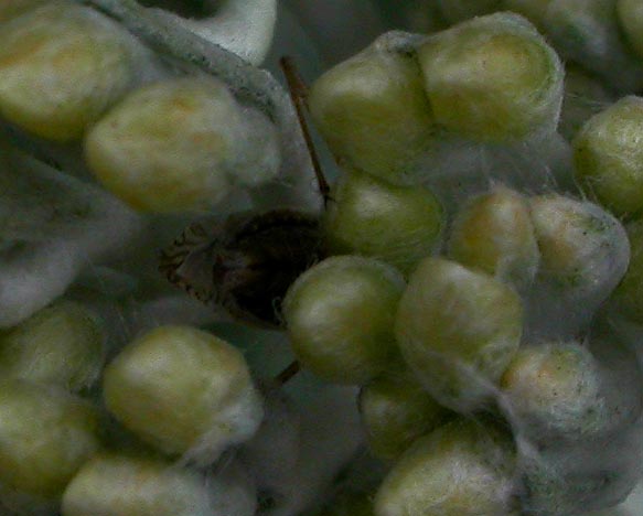 Assassin Bug on Curry Buds 1