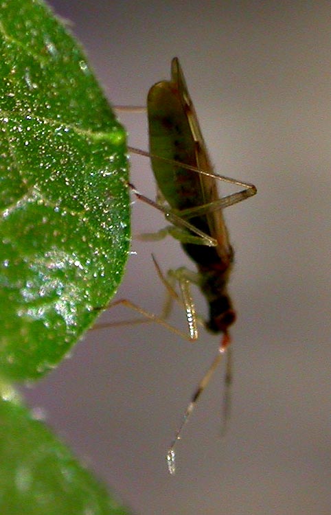 Unidenitfied Hemipteran 7