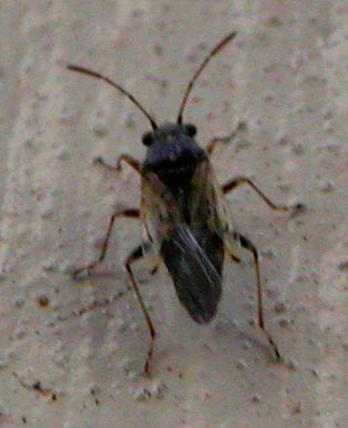 Unidenitfied Hemipteran 3