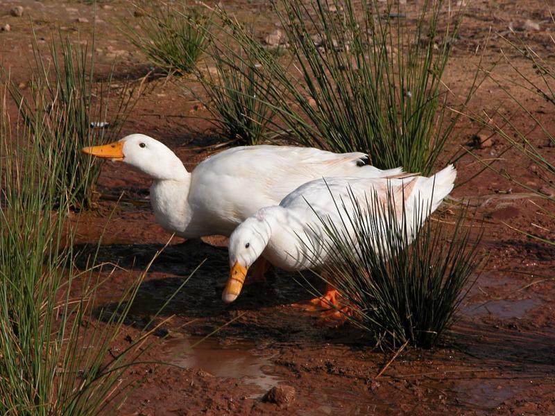 Ducks01.jpg