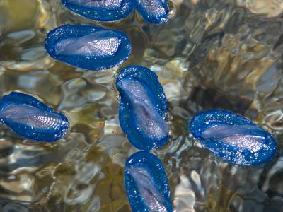 The weird blue jelly fish with sails on their backs that invade Menorca each May ... totally harmless.