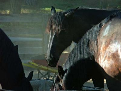 u38/davewyman/medium/40213556.horses.jpg