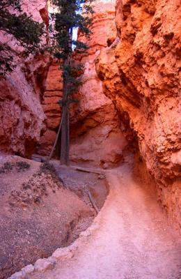 Bryce National Park