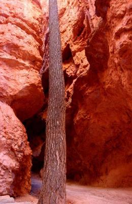 Bryce National Park