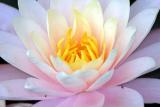 Brooklyn Botanic Garden Lotus and Water Lily