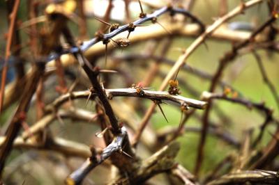 Spring buds