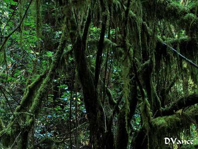 Mossy