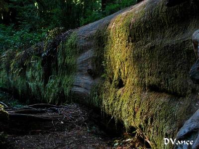 Sun on Log