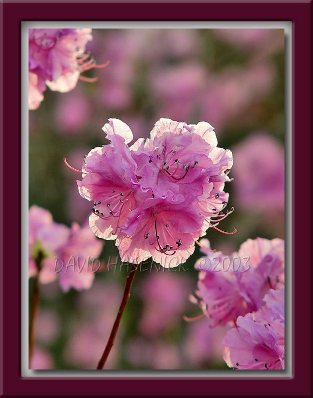 Royal Azalea