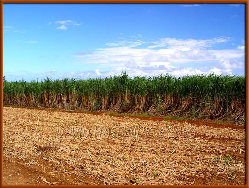 Sugar Cane Field