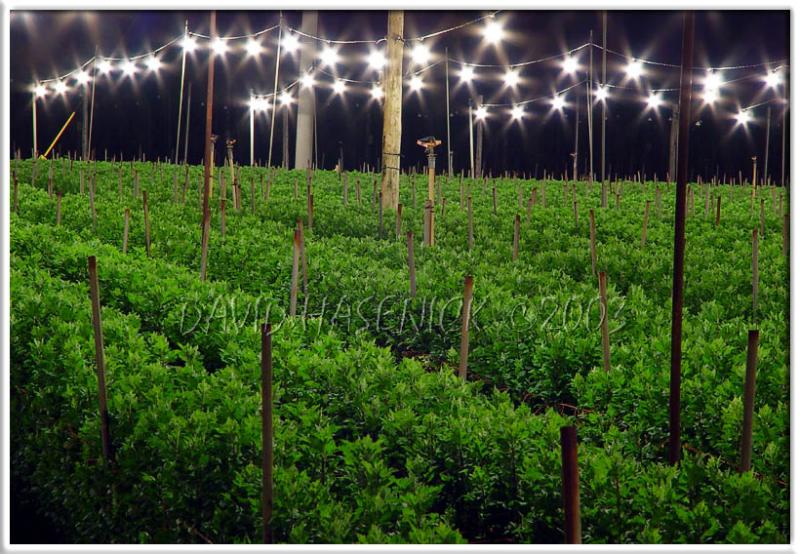 Chrysanthemum Field