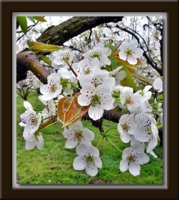 Korean Pear Blossoms