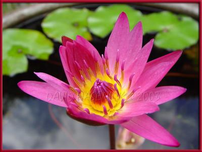 Nakamurake Lotus Blossom