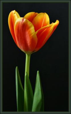 orange yellow tulip 1