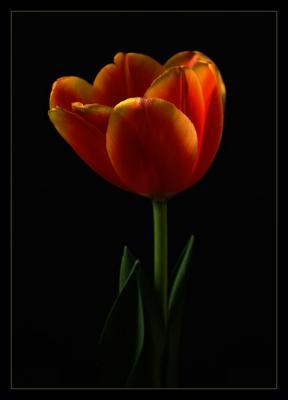tulip in dim light