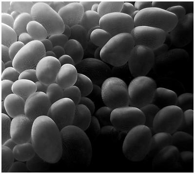 Nodulus Texture