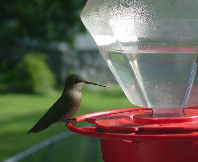 Humming bird at our feeder