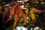 Nancys Japanese Maple.jpg