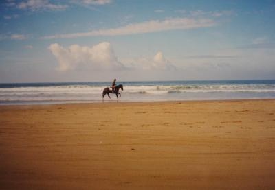 u38/delljane/medium/24763914.horseonbeach.jpg