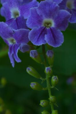 Blue Flower.jpg