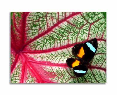At a Butterfly insectiary in Puerto Maldonado