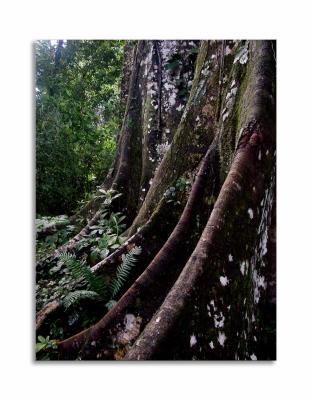 Posadas Amazonas in the Peruvian Amazon February, 2002