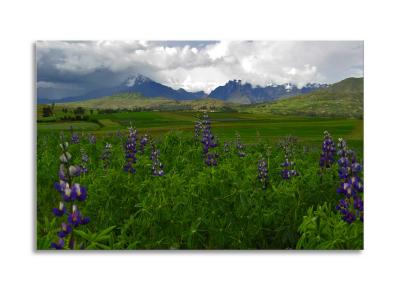 Sacred Valley Lupines and Mountains