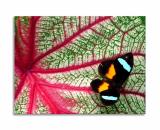 Butterfly on caladium leaf