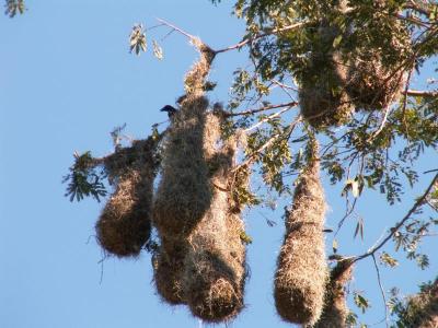 Montezuma's Oropendola nest visited by by Giant Cowbird