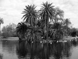 Murray Park Lake Island