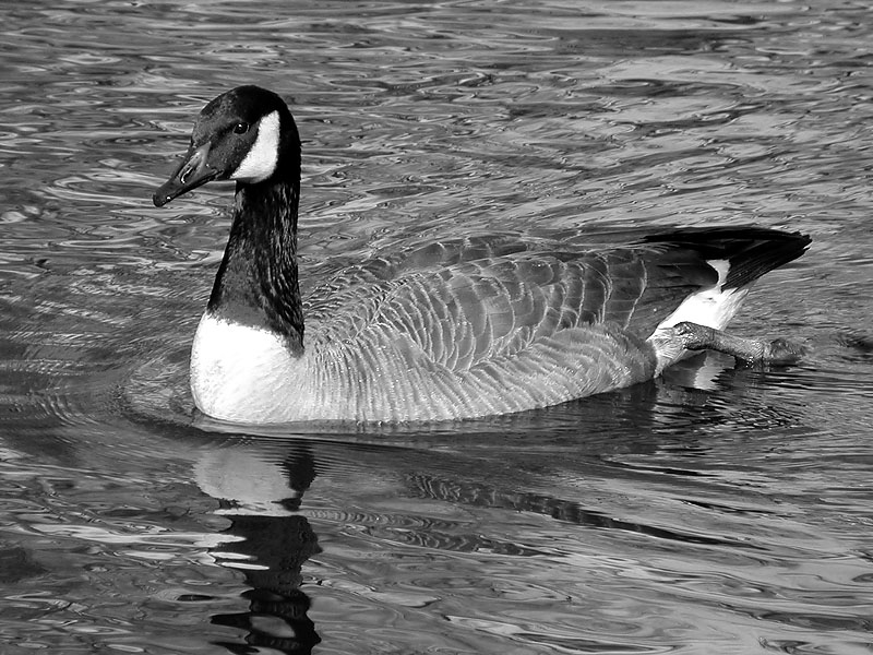 Murray Park Lake Inhabitant