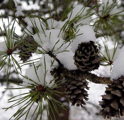 snow covered pine cones