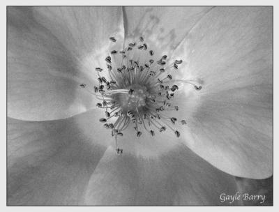 Ode to a Rose