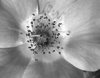 Ode to a Rose version 2