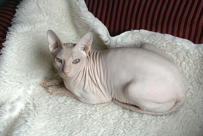 Merlin - My daughter's Sphynx Cat