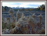 Awaiting Spring