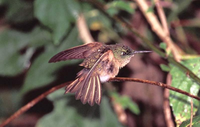 Buff-tailed Coronet Hummingbird in Rain, Tandayapa Valley