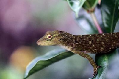 Lizard at Arenal Costa Rica