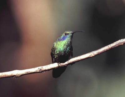 Green Violet-Ear Hummingbird