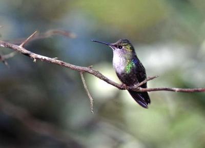 Green-crowned Woodnymph Hummingbird Female, Mindo